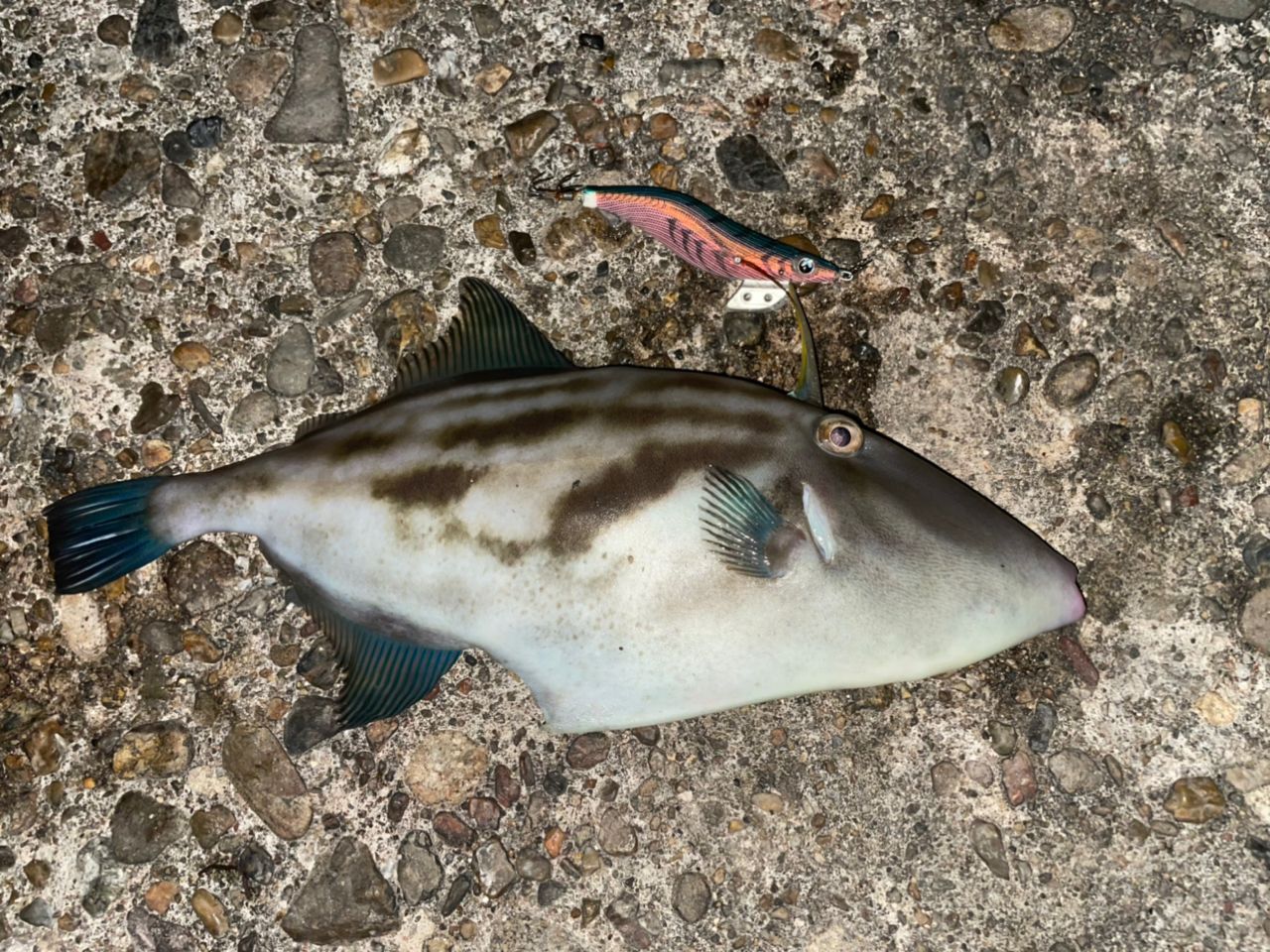 ウマヅラハギ