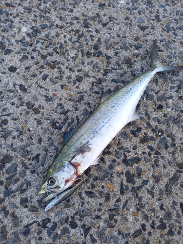 サゴシの釣果