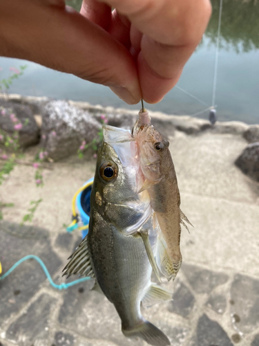 ハゼの釣果