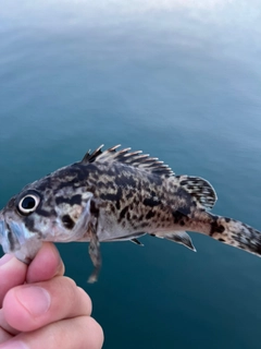 キツネメバルの釣果