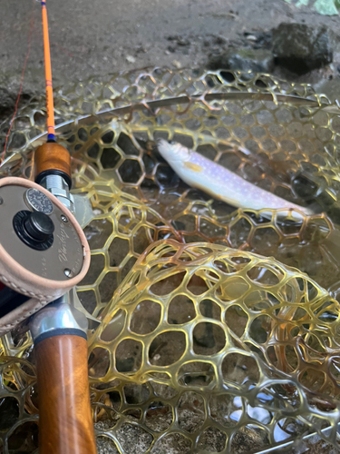 アメマスの釣果