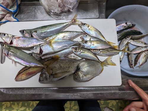 アジの釣果