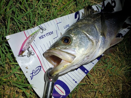 シーバスの釣果