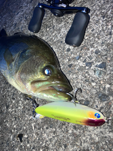 ブラックバスの釣果