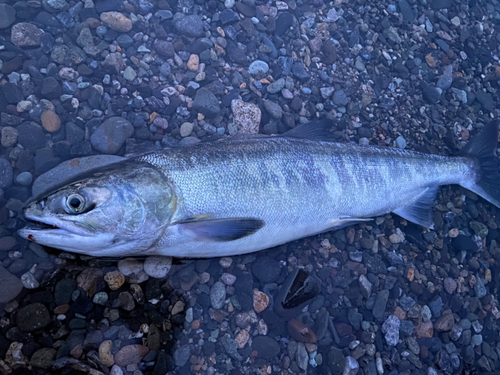 アキアジの釣果