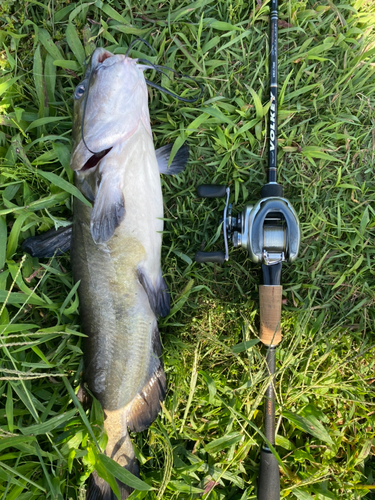 アメリカナマズの釣果