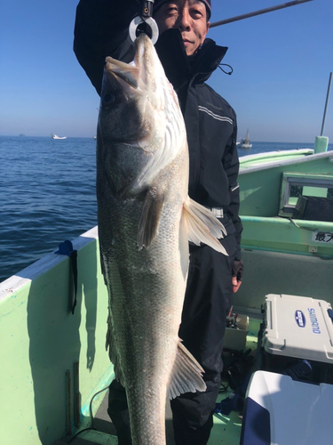 スズキの釣果