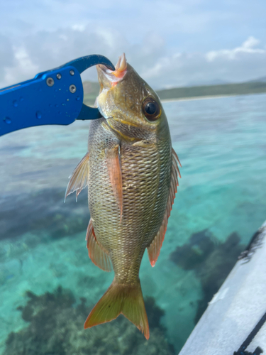 クチナジの釣果