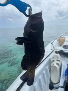 アオノメハタの釣果