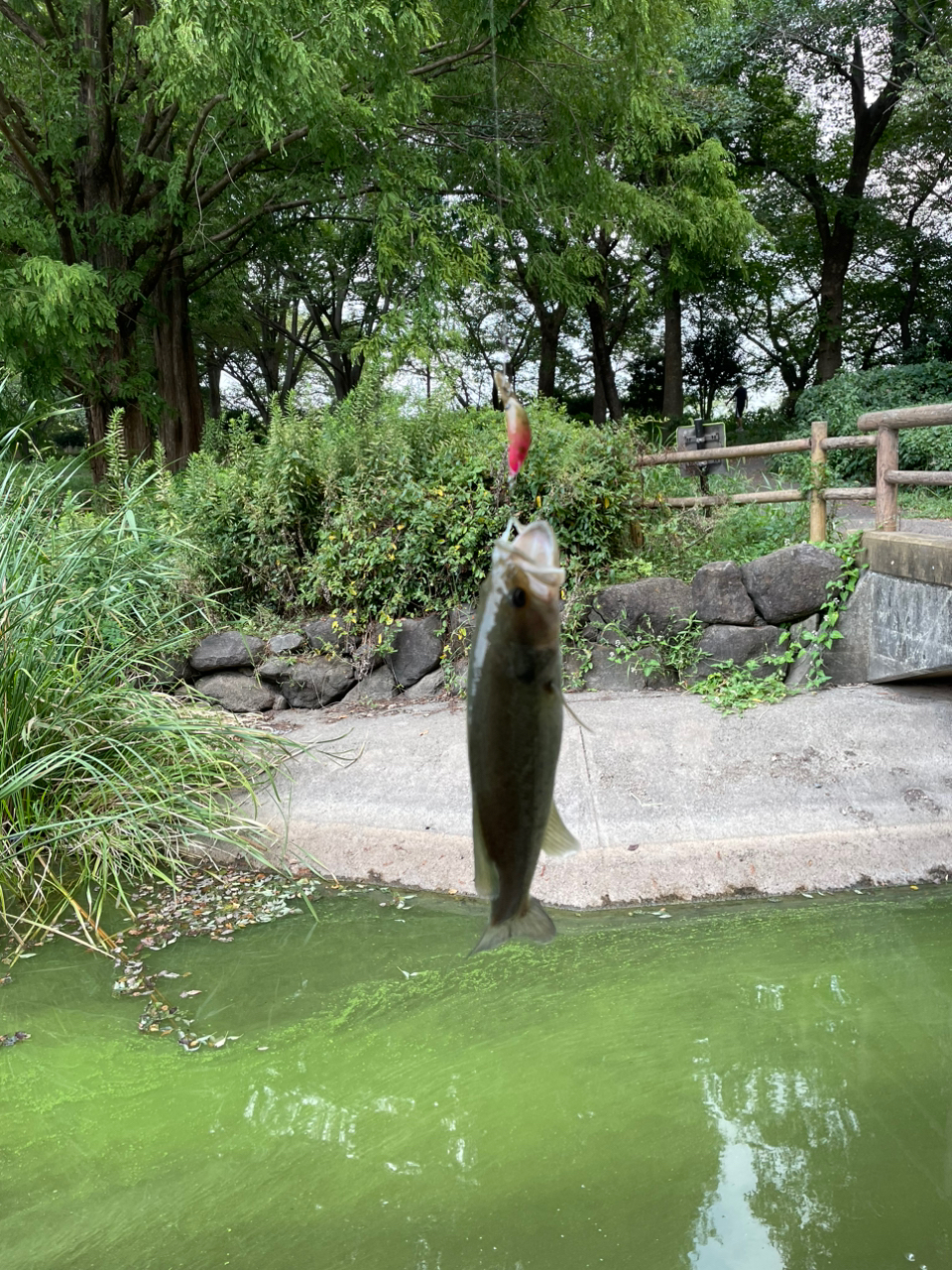 ブラックバス