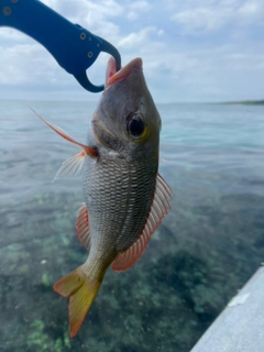 クチナジの釣果