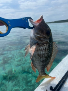 クチナジの釣果