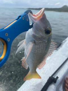 クチナジの釣果