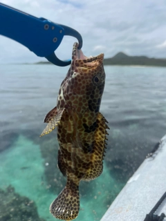 イシミーバイの釣果