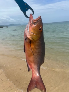 バラフエダイの釣果