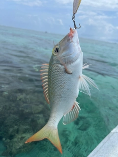 クチナジの釣果