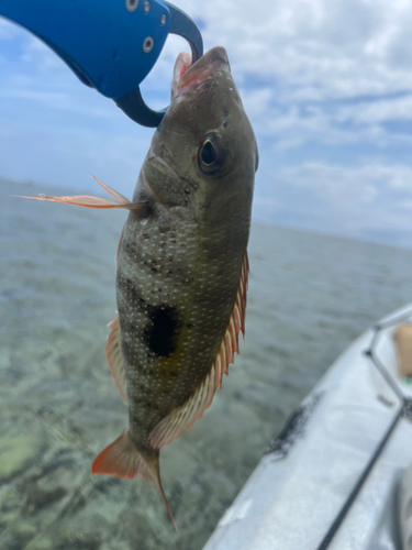 クチナジの釣果