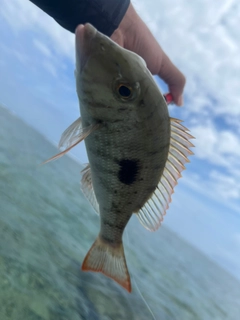 クチナジの釣果