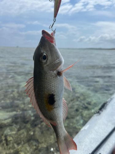 クチナジの釣果