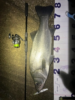 ヒラスズキの釣果