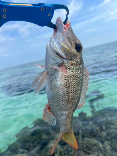 クチナジの釣果