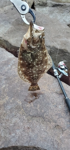 ヒラメの釣果