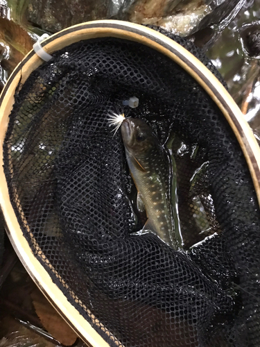 イワナの釣果