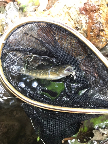 イワナの釣果