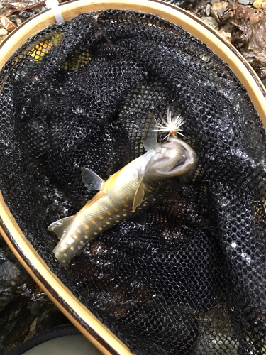 イワナの釣果