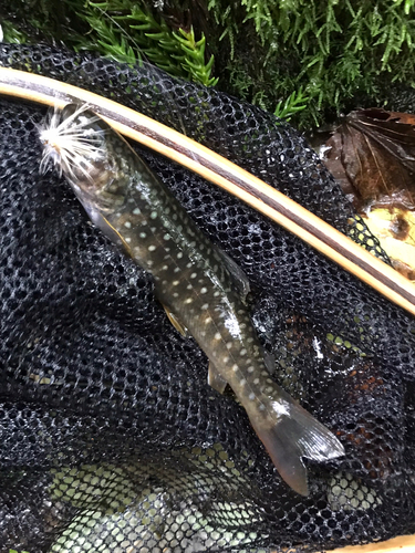 イワナの釣果