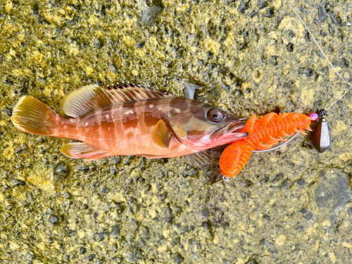 アカハタの釣果