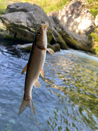 ウグイの釣果