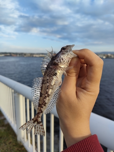 アサヒアナハゼの釣果