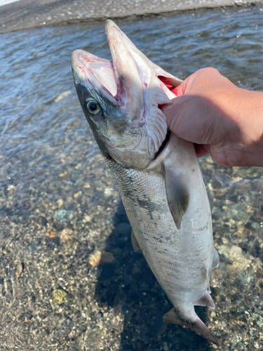 サケの釣果