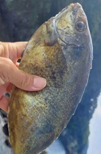 アイゴの釣果