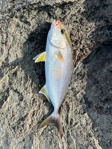 ショゴの釣果