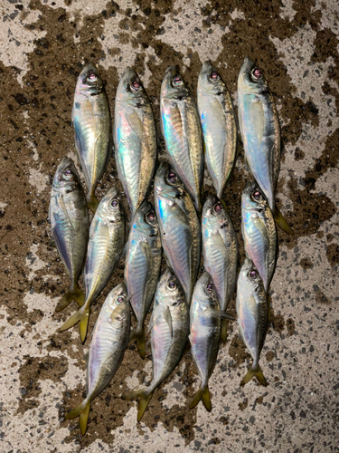 アジの釣果