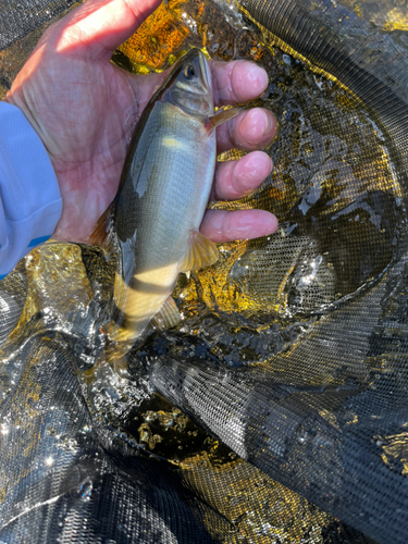 アユの釣果