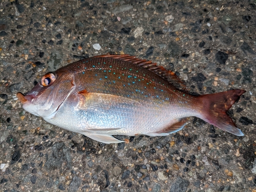 タイの釣果