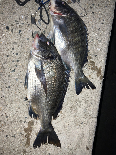 チヌの釣果