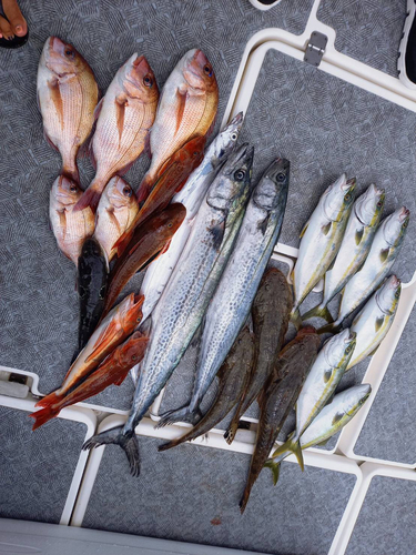 マダイの釣果