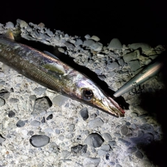 カマスの釣果