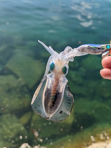 アオリイカの釣果