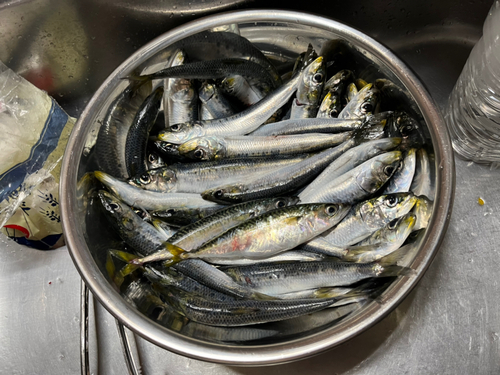 イワシの釣果