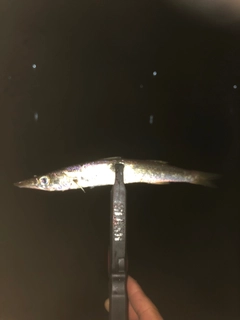 カマスの釣果