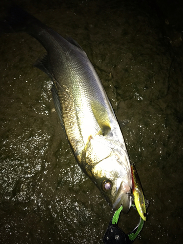 シーバスの釣果