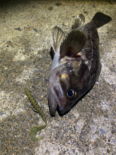 クロソイの釣果