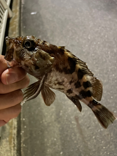 カサゴの釣果