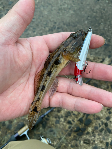 マハゼの釣果