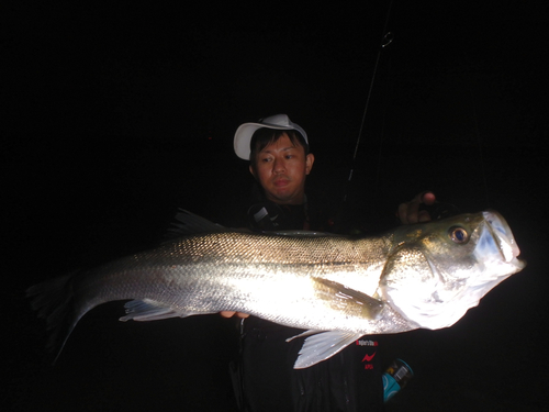 シーバスの釣果